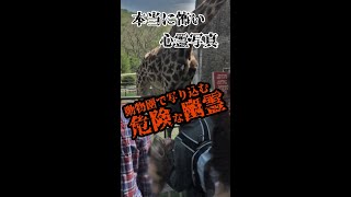 【心霊写真 】動物園で可愛いキリンを写したらそこには身の毛のよだつやばいものが..#shorts