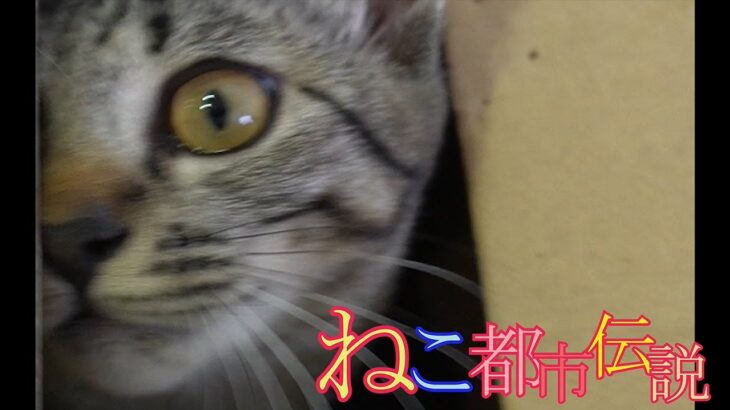 ねこ都市伝説　首だけの猫 #shorts