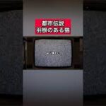 都市伝説「羽のある猫」 #都市伝説   #tiktok  #shorts  #怖い話