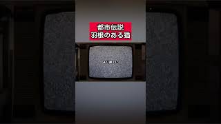 都市伝説「羽のある猫」 #都市伝説   #tiktok  #shorts  #怖い話