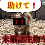 【 閲覧注意 】庭に衰弱した 未確認生物 到来！保護した結果…😱 (前編)