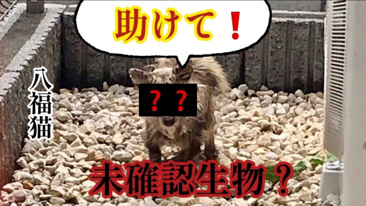 【 閲覧注意 】庭に衰弱した 未確認生物 到来！保護した結果…😱 (前編)