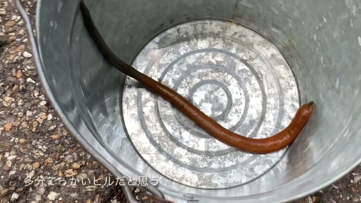 未確認生物⁉︎ヤバい生き物を捕獲しました