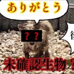 【 閲覧注意 】庭に衰弱した 未確認生物 到来！保護した結果…😱 (後編)