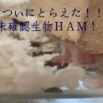 【ハムスター】未確認生物ＨＡＭ！！【はる】