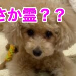 心霊現象？犬と風船で遊んだらあり得ないものが映りました