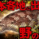 【ミステリー/未確認生物】正体判明⁉ 日本古来から伝わる幻の怪蛇「ツチノコ」