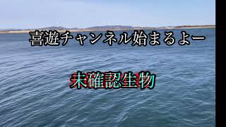 未確認生物との遭遇