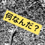 ＃熊本県　＃初心者農作業　【初めての農業】【農作業】　未確認生物！