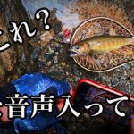 心霊現象？動物の鳴き声？人間の声？何だろこれ？動画に変な音声入り込んでた