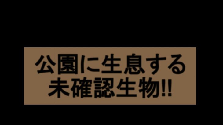 都会の公園に突如現れた謎の未確認生物！？野良○？