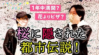 桜に隠された都市伝説！都市ボーイズ出会いの地！【都市伝説ツアーズ】