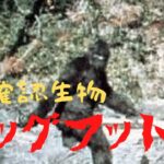 【違和感!?】獣人未確認生物「ビッグフット」