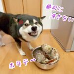 【未知との遭遇】柴犬は未確認生物を前に戦々恐々！！