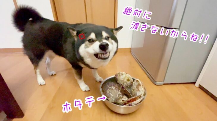 【未知との遭遇】柴犬は未確認生物を前に戦々恐々！！