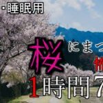 【怪談】桜にまつわる怖い話【ゆっくり怪談,心霊,2ch怖い話,意味が分かると怖い話,怪談,朗読】 These are ghosts in the story.