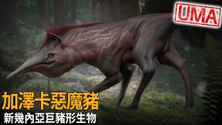 新幾內亞巨豬形生物 – 加澤卡Gazeka「惡魔豬」，棲息於高海拔山區長鼻子有袋神秘哺乳生物，遠古滅絕雙門齒目袋貘再現?