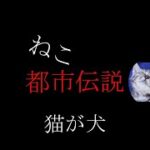 猫都市伝説　猫が犬　＃Shorts