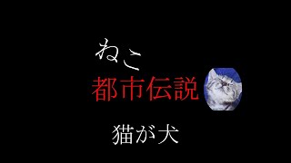 猫都市伝説　猫が犬　＃Shorts