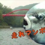 謎の生物。未確認生物。マンボウ。ものすごい速さで走る。#Shorts