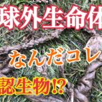 地球外生命体！？未確認生物！？なんだコレ？ もしや！？地底生物か？奇妙な生物！ 危険生物？UMA？