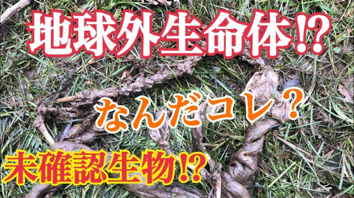 地球外生命体！？未確認生物！？なんだコレ？ もしや！？地底生物か？奇妙な生物！ 危険生物？UMA？