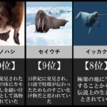 【UMA】実在した未確認生物ランキング