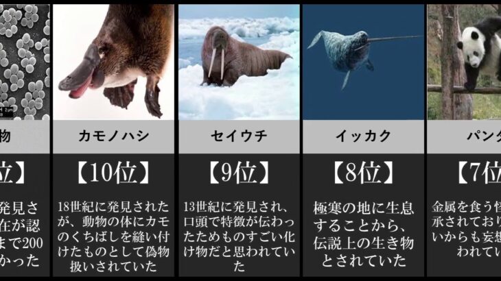 【UMA】実在した未確認生物ランキング