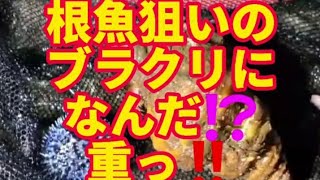 ブラクリにUMA(未確認生物)か⁉️