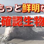 【閲覧注意】もっと鮮明なグロブスター【未確認生物】かっぱコレno.107【銚子市】