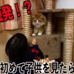 未確認生物を見た猫　はじめて見た反応は？！　ノルウェージャンフォレストキャット　Ｎorwegian forest cat【トム&ジャン　♯１８５】