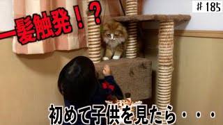 未確認生物を見た猫　はじめて見た反応は？！　ノルウェージャンフォレストキャット　Ｎorwegian forest cat【トム&ジャン　♯１８５】