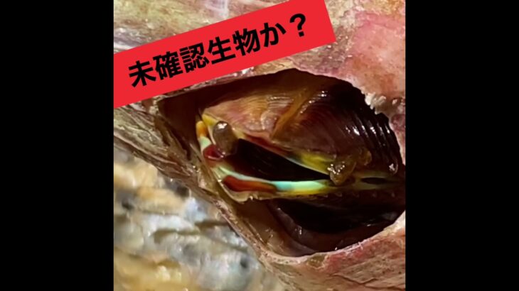 未確認生物？と思うフジツボのアップ