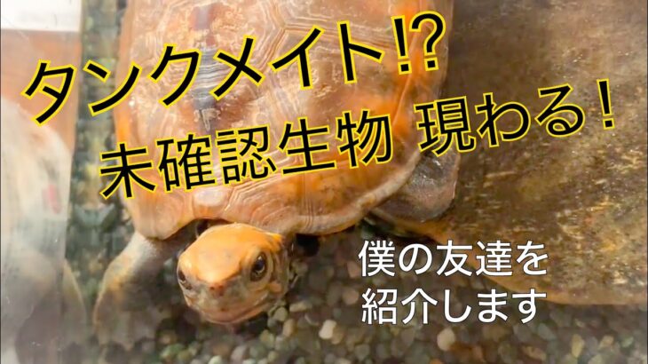 未確認生物！？謎のタンクメイトに…