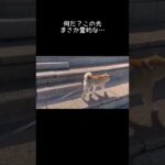 え、散歩中に心霊現象？柴犬けいじにまとわりつく謎の白い影