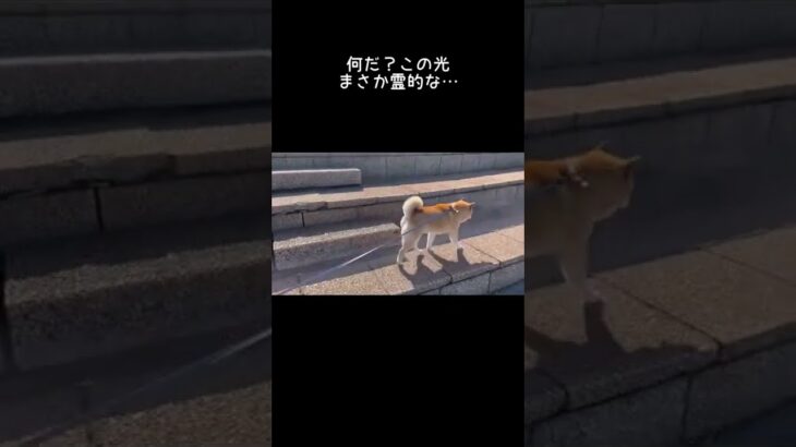 え、散歩中に心霊現象？柴犬けいじにまとわりつく謎の白い影