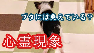 【心霊現象】ブタには見える？不可解な行動【閲覧注意】