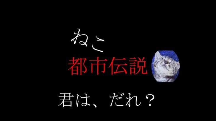 猫都市伝説　君は、だれ？