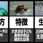 カッパは実在した！未確認生物「河童」の正体【都市伝説】【怪談】