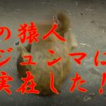 森林公園に未確認生物！？謎の猿人 ジュンマは存在した！【自然を楽しもう】予告編