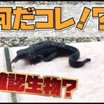 未確認生物！？何だコレ？？