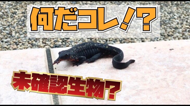 未確認生物！？何だコレ？？