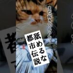 【犬猫アテレコ】都市伝説に手を出すとやばい