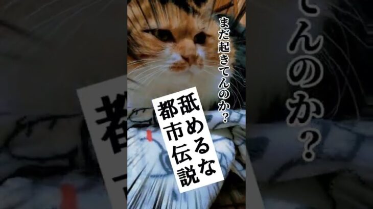 【犬猫アテレコ】都市伝説に手を出すとやばい