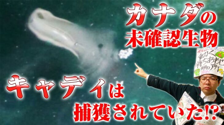 カナダの未確認生物「キャディ」は、捕獲されていた！？