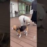 盲導犬にまつわる都市伝説