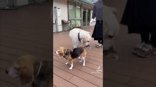 盲導犬にまつわる都市伝説