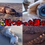 【謎】海岸で見つかった奇妙な生物たちが怖すぎた…