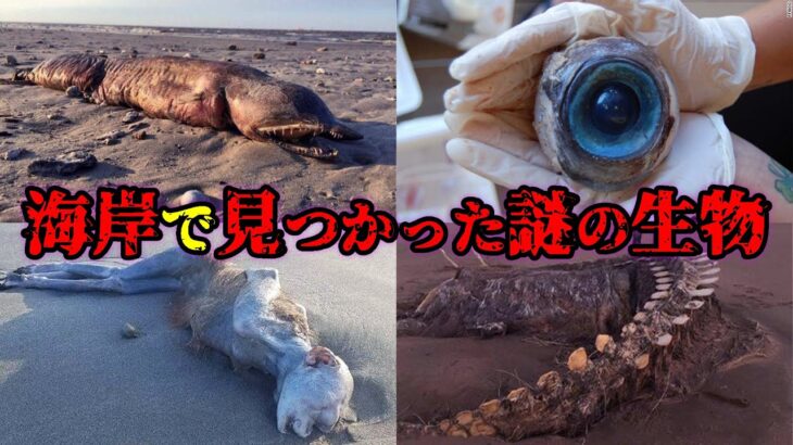 【謎】海岸で見つかった奇妙な生物たちが怖すぎた…