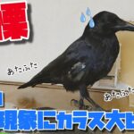 【心霊現象】突然の心霊現象にビビる弱虫カラスです。 覗かん猫&モグモグ姐御&エア食い犬&早すぎ亀 20200918、カラス&四つ足カルテット